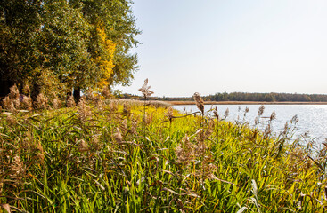 Obraz premium Shore of the Cheremenets lake. John the Theological Cheremenets Monastery. Cheremenets. Luga district, Leningrad region. Russia