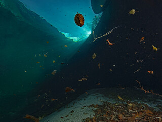 Dance of autumn leaves under water