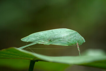 Grasshopper  on wildlife
