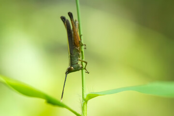 Grasshopper  on wildlife