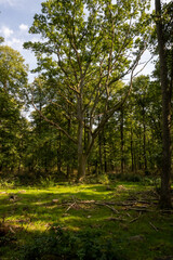 Obraz premium A beautiful glade in the forest lit up by the sunlight. Picture from near Ringsjon, Scania county, Sweden