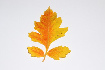 
yellow autumn leaf, close up