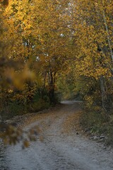 Obraz premium Beautiful autumn landscape with fallen dry red leaves, road through the forest and yellow trees.turkey