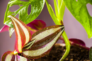 Tradescantia zebrina pendula plant, beautiful house and urban plant