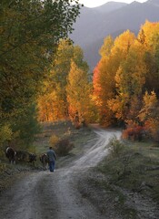 Beautiful autumn landscape with fallen dry red leaves, road through the forest and yellow trees.turkey
