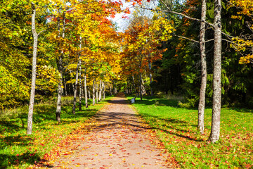 Picturesque golden foliage. Maple Alley. Upper park. Oranienbaum. Lomonosov. St. Petersburg. Russia