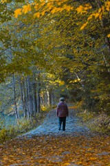 Fototapeta premium Young woman in warm clothes walking on yellow fallen leaves in forest. Golden autumn day. Spending time alone in nature.