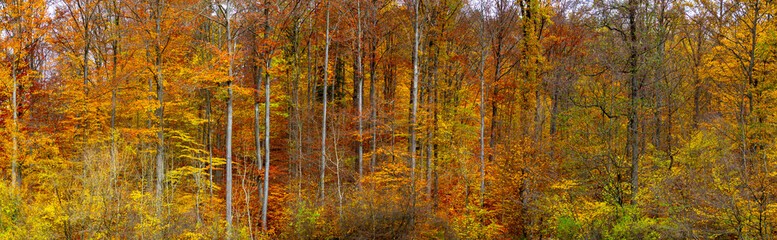 Wide autumn forest panorama with pleasant warm colors