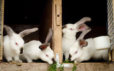 Obraz premium Four white domestic rabbits in cages eat green carrot tops. Rabbit breeding. Agricultural industry.