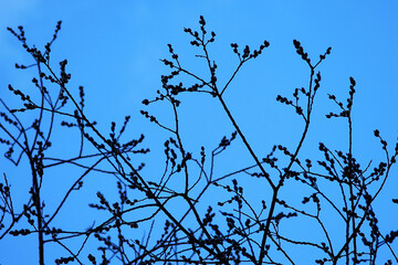 Branches against a blue sky. Silhouette of tree branches. Bare branches without leaves, with buds.