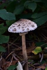 mushrooms in the forest