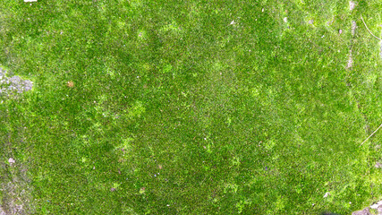 green grass background