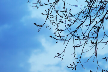 Branches with buds against the blue sky. Silhouette of tree branches. Bare branches without leaves.
