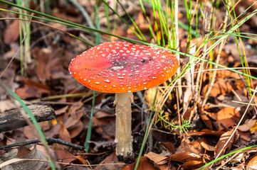 Red Amanita muscaria mushrooms in a forest