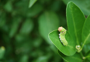 One 5th Instar Little Lime Swallowtail Caterpillar's Head with Blurry Tail Crawling on a Lime Tree Leaf	