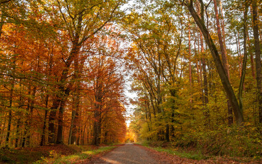 Piękne kolory jesieni w lesie wzdłuż drogi