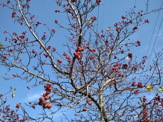 Red hawthorn berries on Moscow boulevard