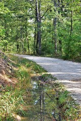 path in the forest