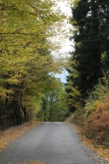 Fototapeta premium Beautiful autumn landscape with fallen dry red leaves, road through the forest and yellow trees.turkey
