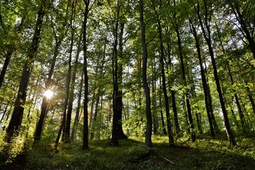 sun rays in the forest
