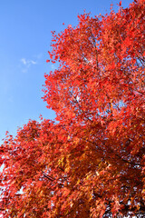 紅葉と青空