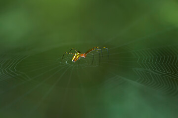 Spider on Nature
