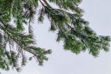 Coniferous snow-covered spruce branch close-up.