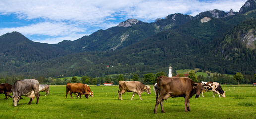 Fototapeta na wymiar cows graze in the alps