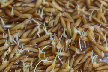 Close up, young rice plants that are germinating and growing.