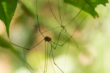 Spider on Nature