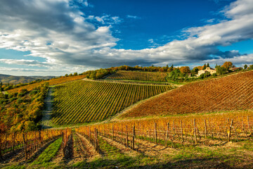 autumn vineyards in the Chianti region of Tuscany