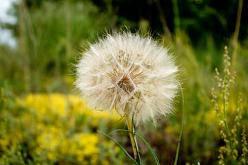 
wildflowers / poppies, cornflowers, nature, landscape in the field in summer, sweet cherry