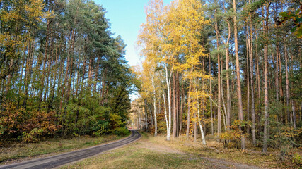 forest road in the autumn sun and the colors of the trees