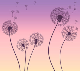 vector silhouettes of dandelions on a blue-pink gradient