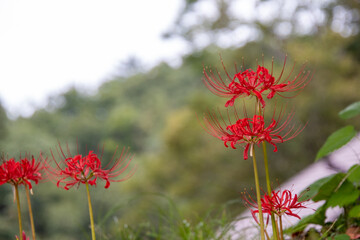 綺麗に咲く彼岸花