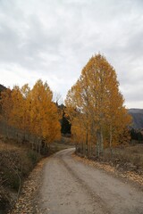 Beautiful autumn landscape with fallen dry red leaves, road through the forest and yellow trees.turkey