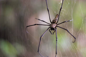 Spider with eight legs up close