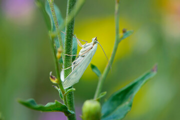 
moth with white wings and big eyes on a green plant macro photo