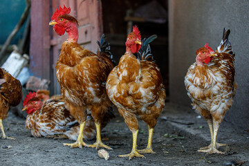 chickens and roosters at home, red chickens with bare necks, chickens look in the eyes, chickens close-up