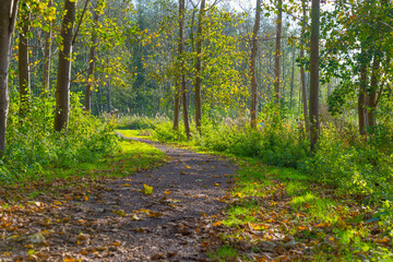 Trees in autumn colors in a field under a blue bright sky in sunlight at fall, Almere, Flevoland, The Netherlands, November 4, 2020