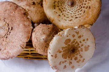 Mushroom on wooden board with white background