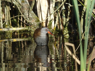 water rail (Rallus aquaticus)