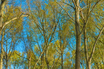 Trees in autumn colors in a field under a blue bright sky in sunlight at fall, Almere, Flevoland, The Netherlands, November 4, 2020