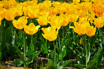 
big beautiful yellow tulips close up