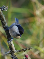 willow tit (Poecile montanus)