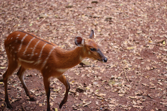 wild mouse deer with striped pattern