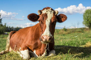 A serious cow lies on the grass and looks at the camera with displeasure. Brown cow resting on a pasture. Bull and cow as a symbol of the New year 2021.