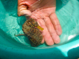 seahorse © Isabela Senatore