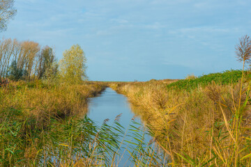 Reed along the edge of a lake in wetland in bright sunlight in autumn, Almere, Flevoland, The Netherlands, November 4, 2020