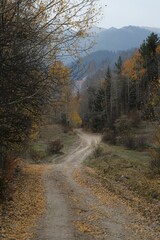 Beautiful autumn landscape with fallen dry red leaves, road through the forest and yellow trees.turkey